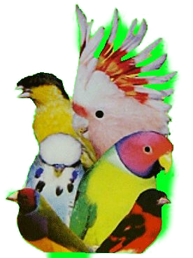 Tropical Bird Shop Cologne-Logo