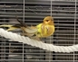 Preview: Tausitzstange  66  cm   d =14 mm Kleine  Vogelarten