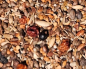 Preview: Baum & Beeren & Strauchsämereien   4000 gr.
