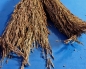 Preview: Delicha - Gras   Rispengras Nature    ca  200 - 250gr.