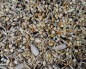 Preview: Farbfinken - Select    Zucht & Haltung 1000 gr.