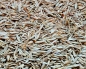 Preview: Grassamen - Mix  Premium 2024   2500 gr.