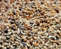 Preview: Neophemen  Saaten Vielfalt   4000 gr.