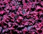 Preview: Rote Beete Chips Classic - Nature    1000 ml