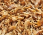 Preview: Shrimps getrocknet - Eimer  1000 ml