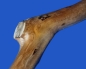 Preview: Sitzstange Natur Rindenholz  40 cm  dm= 35 mm