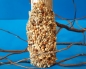 Preview: Millet sunflower stalks
