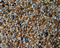 Preview: Wellensittich Zucht Germany Champ.   10.000 gr.