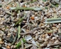 Preview: Wellensittich Knabber Garten  2000 gr.