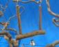 Preview: Trapez Naturschaukel mit Glocke   12 x 15 cm