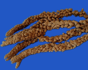 Kolbenhirse französisch gelb 1000 gr.