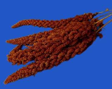 Kolbenhirse französisch - rot  250 gr.