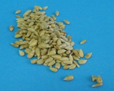 Sonnenblumenkerne geschält 3000 gr. im Frische-Eimer  NEU!!!