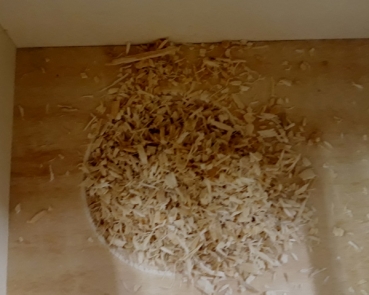 Baby`s  Nest world . Das perfekte Nistkasteneinstreu
