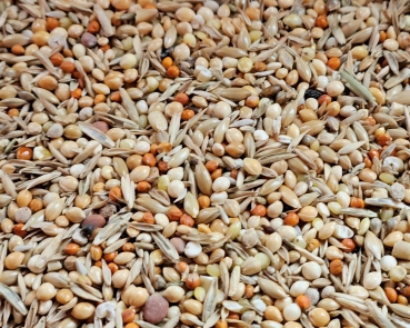 African Astrilden  Deluxe -  small  4000  gr.