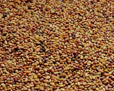 Alfalfa - Bio  hochkeimfähig   500 gr.