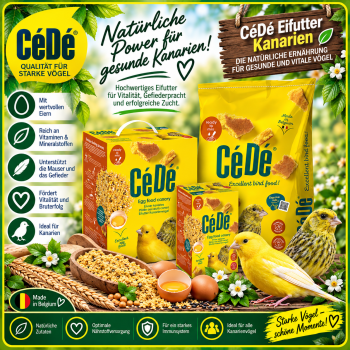 Cede Kanarien   10.000 gr.