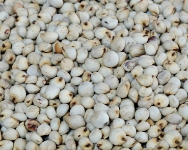 Dari - Samen   Sittiche & Papag.  1000 gr.