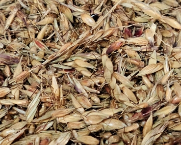 Delicia  Grassamen    Naturbelasse neu 750 gr.