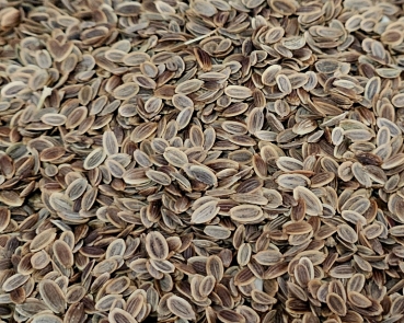 Dillsamen   Naturbelassen 1000 gr.