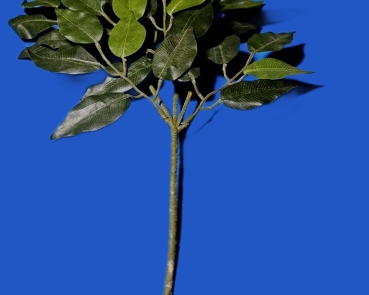Efeublatt - Zweig Gesamtlänge mit Stiel ca. 48 cm