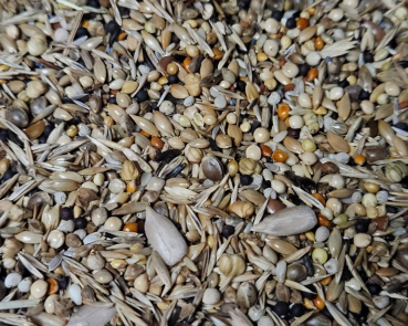 Farbfinken - Select    Zucht & Haltung 1000 gr.