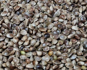 Hanfsamen  europäisch mittel 1000 gr.