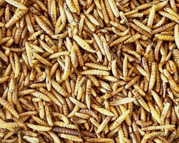 Soldatenfliegenlarven   getrocknet - Tüte 1000 gr.
