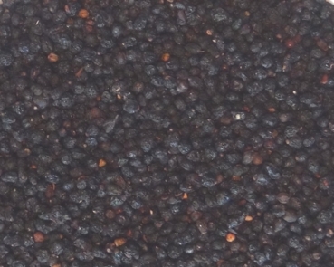 Holunderbeeren  1000 gr.