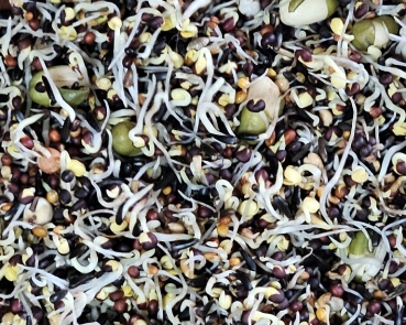 Kanarien - Keimfutter Vielfalt 1000 gr.