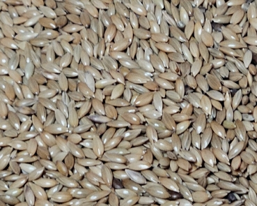 Spitzsaat /  Kanariensamen  1000 gr.