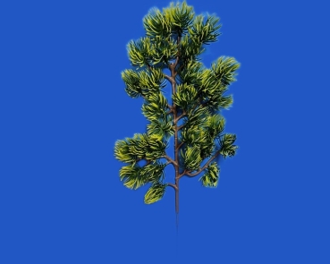 Kiefernzweige   länge  35 cm