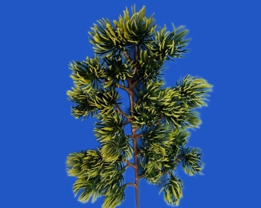 Kiefernzweige   länge  35 cm