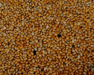 Mannahirse rot Naturbelassen 1000 gr.