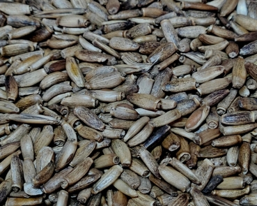 Mariendistelsaat Leberunterstützend 4000 gr.