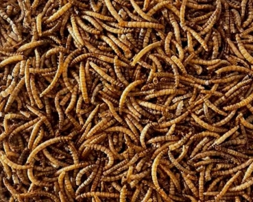 Mehlwürmer  getrocknet Tüte 1000 gr.