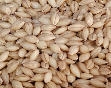 Nacktgerste Bio  hochkeimfähig  1000 gr.