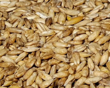 Nackthafer   4000 gr.    hochkeimfähig