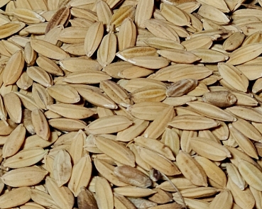 Paddyreis Naturbelassen 4000 gr.