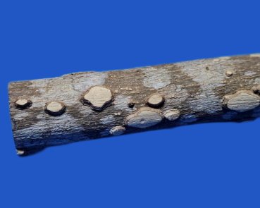 Preview: Pfeffersitzstangen