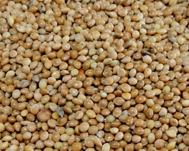 Plata - Hirse  feinkörnig - klein     1000 gr.