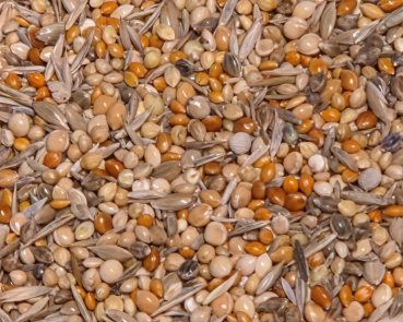 Prachtfinken fein Keimfutter Gras  4000 gr.