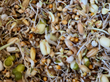 Preview: Prachtfinken Keimfutter  grob   4000 gr.