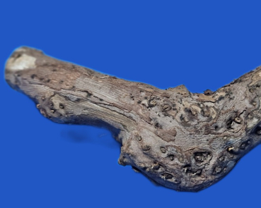 Preview: Rebenholz Natursitzstangen