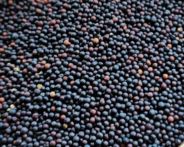 Rübsen - Canada hochkeimfähig 4000 gr.