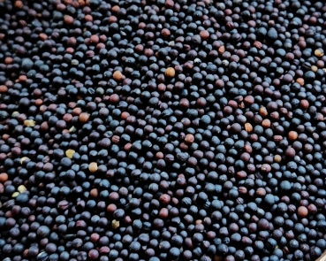 Rübsen - Canada  hochkeimfähig 1000 gr.