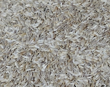 Salatsamen weiss Naturbelassen 1000 gr.