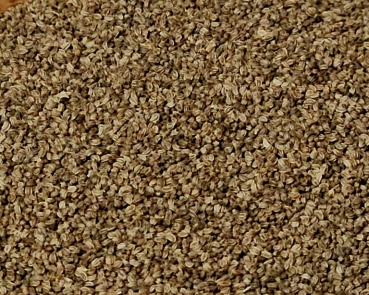 Sellerie - Samen  Naturbelassen 1000 gr.