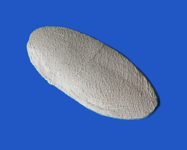 Calcium Stein mit Sepia