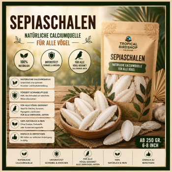 Sepia - Schalen    6 - 8 inch    250 gr.